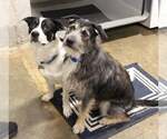 Small #1 Border Collie Mix