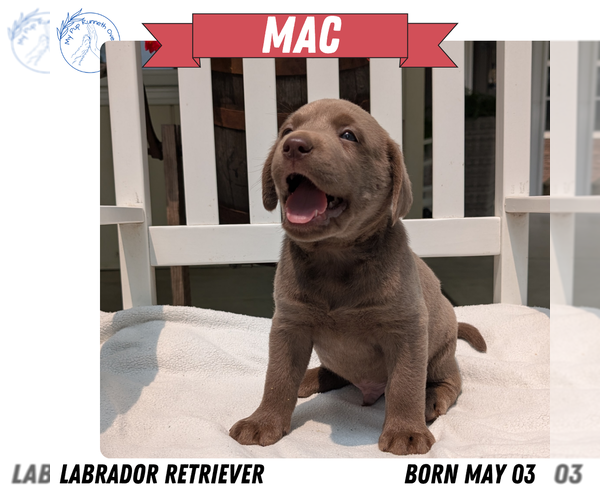 Medium Photo #49 Labrador Retriever Puppy For Sale in GOSHEN, IN, USA