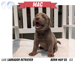 Small #12 Labrador Retriever