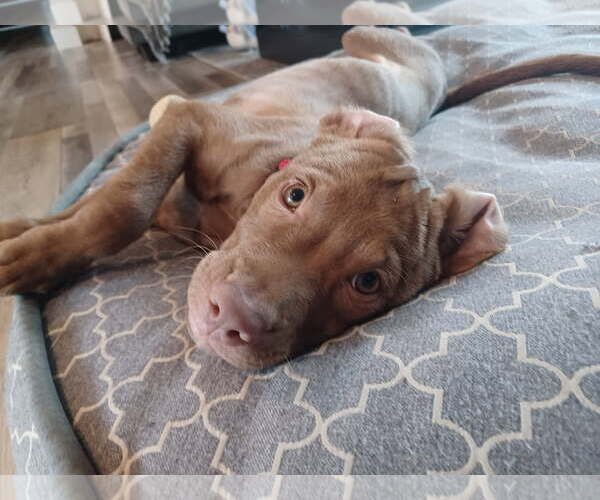 Medium Photo #4 Chocolate Labrador retriever-Unknown Mix Puppy For Sale in Brooklyn Center, MN, USA