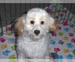 Small #5 Cavapoo-Poodle (Miniature) Mix