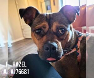 German Shepherd Dog-Unknown Mix Dogs for adoption in Tulsa, OK, USA