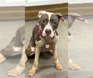 Great Dane-Unknown Mix Dogs for adoption in Forestville, MD, USA