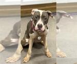 Small Great Dane Mix