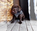 Small #10 Miniature Labradoodle