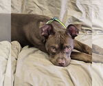 Small #2 Boxer Mix