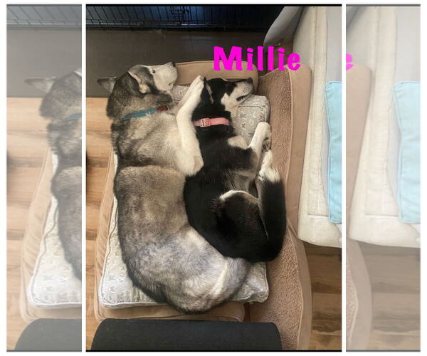 Medium Photo #4 Huskies -Unknown Mix Puppy For Sale in Lake Elsinore, CA, USA