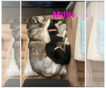 Small #3 Huskies  Mix