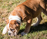 Small Photo #25 Olde English Bulldogge Puppy For Sale in OVERLAND, KS, USA