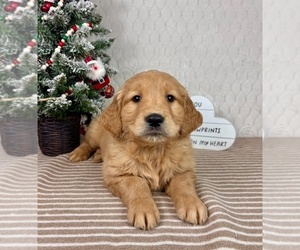 Golden Retriever Puppy for sale in GREENFIELD, IN, USA