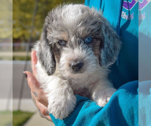 Medium Photo #4 Beagle-Unknown Mix Puppy For Sale in Huntley, IL, USA