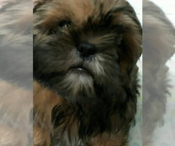 Medium Photo #1 Shih Tzu Puppy For Sale in MYRTLE BEACH, SC, USA