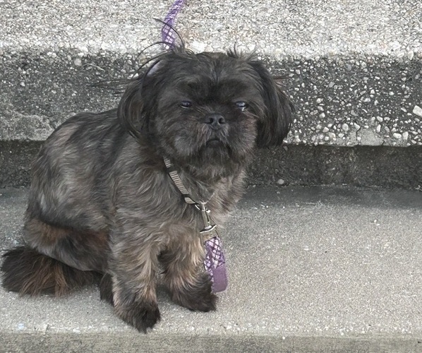 Medium Photo #1 Shih Tzu Puppy For Sale in BALTIMORE, MD, USA