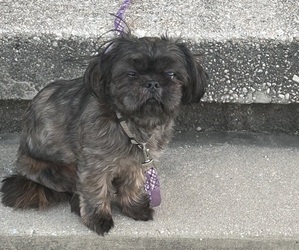Shih Tzu Puppy for sale in BALTIMORE, MD, USA