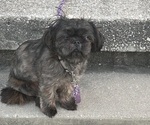 Small Shih Tzu