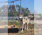 Small #1 Siberian Husky