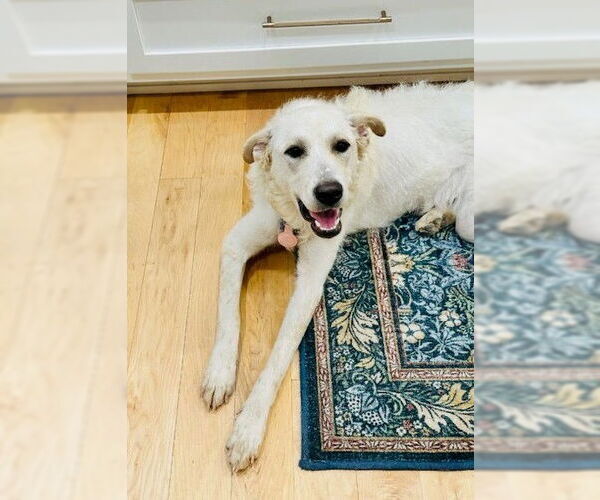 Medium Photo #1 Golden Retriever-Huskies  Mix Puppy For Sale in Winter Park, CO, USA