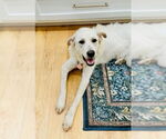 Small Golden Retriever-Huskies  Mix