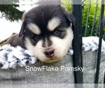 Puppy 2 Pomsky