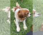 Small #2 Cavalier King Charles Spaniel