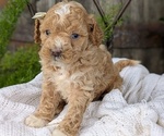 Puppy Bella Cavapoo