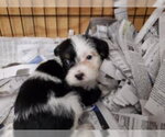 Small #12 Mutt