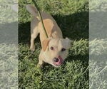 Small #6 Chiweenie