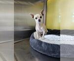 Small Chihuahua Mix