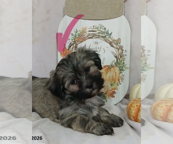 Medium Photo #1 Zuchon Puppy For Sale in HILLSIDE, IL, USA