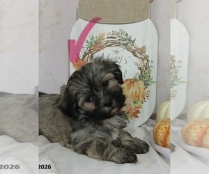 Zuchon Puppy for sale in HILLSIDE, IL, USA