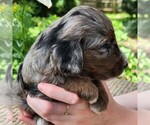 Small #5 F2 Aussiedoodle