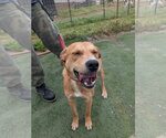Small #11 Labrador Retriever Mix