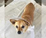 Small #1 Chihuahua Mix