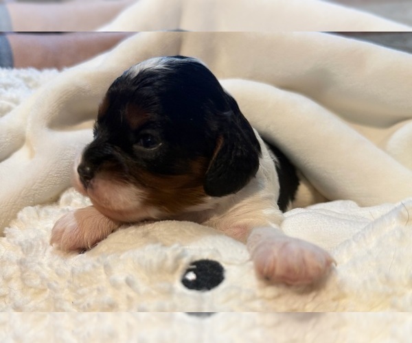 Medium Photo #6 Cavapoo (Miniature) Puppy For Sale in SAINT FRANCIS, MN, USA