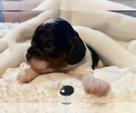 Small Photo #6 Cavapoo (Miniature) Puppy For Sale in SAINT FRANCIS, MN, USA