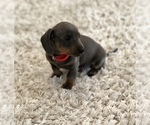 Small Photo #8 Dachshund Puppy For Sale in LOBELVILLE, TN, USA