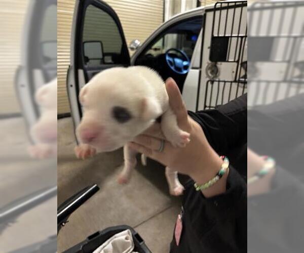 Medium Photo #1 Mutt Puppy For Sale in Houston, TX, USA