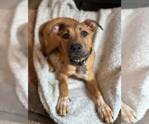 Mutt Dogs for adoption in Holly Springs, NC, USA