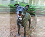 Small #1 Mutt