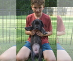 Small Photo #4 Great Dane Puppy For Sale in MILLINGTON, TN, USA