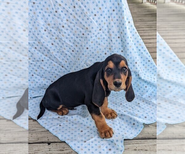 Medium Photo #3 Basset Hound Puppy For Sale in DUNNVILLE, KY, USA