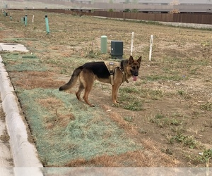 German Shepherd Dog Puppy for sale in CELINA, TX, USA