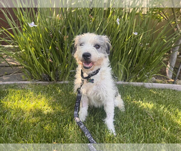 Medium Photo #3 Border Terrier-Unknown Mix Puppy For Sale in Santa Clara, CA, USA