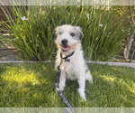 Small #2 Border Terrier Mix