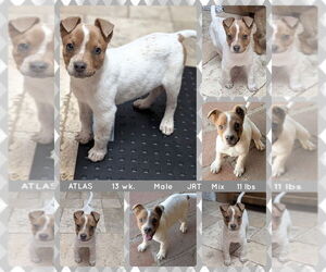 Jack Russell Terrier-Unknown Mix Dogs for adoption in Mesa, AZ, USA
