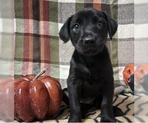 Labrador Retriever-Unknown Mix Dogs for adoption in SHERBURNE, NY, USA