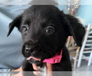 Gollie Dogs for adoption in Canton, CT, USA