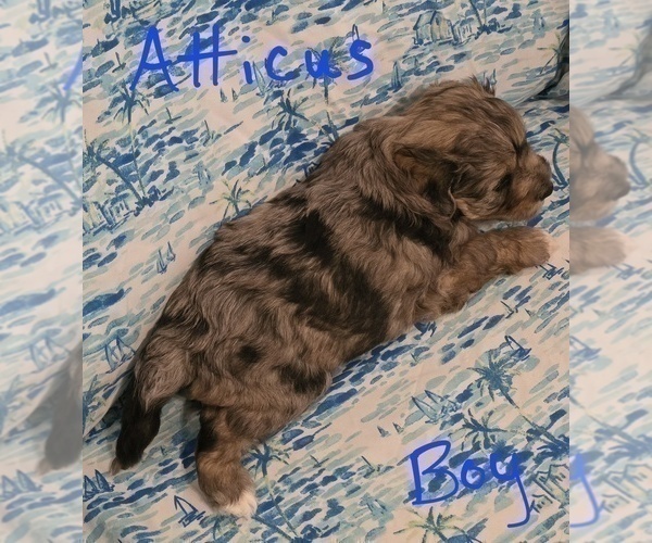Medium Photo #7 Chizer Puppy For Sale in MONTEZUMA, GA, USA