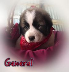 Central Asian Shepherd Dog-Komondor Mix Puppy for sale in TAHLEQUAH, OK, USA