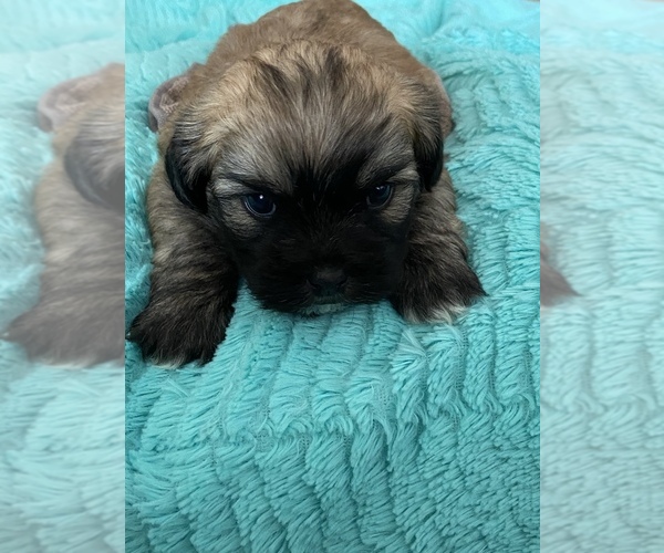 Medium Photo #2 Zuchon Puppy For Sale in THURMAN, OH, USA